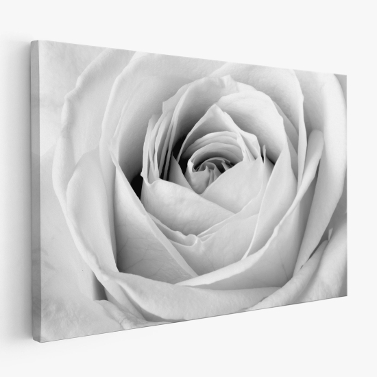 Tableau toile - Rose blanche