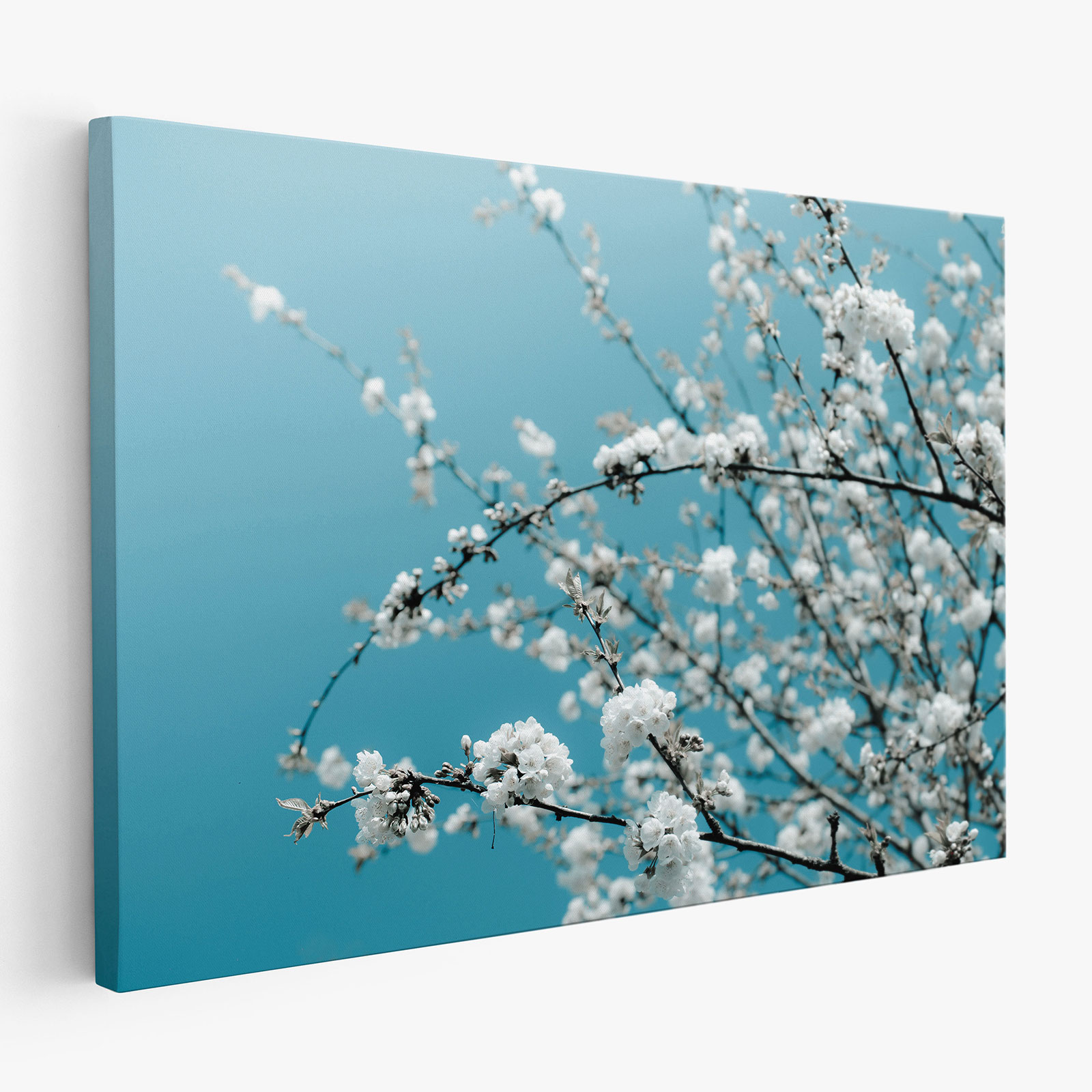 Tableau toile - Fleurs de cerisiers - Des prix 50% moins cher qu'en magasin